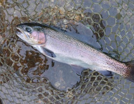 ルアー＆フライで楽しめました